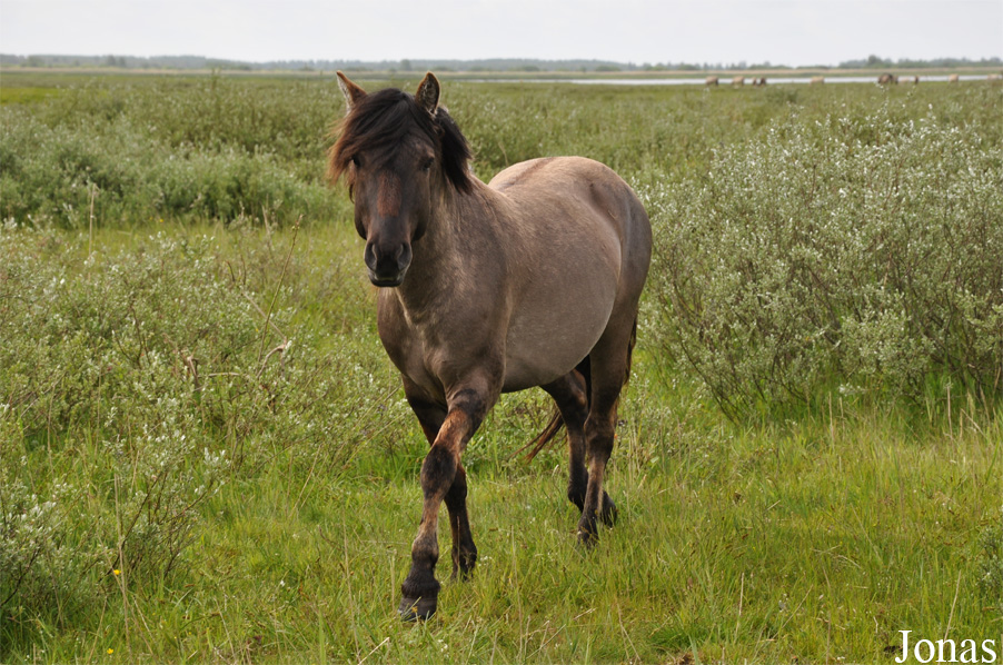 Lauwersmeer