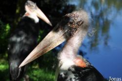 Aqua Zoo Friesland