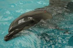 Tursiops truncatus