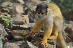 Saimiri boliviensis boliviensis