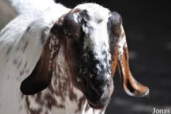 Chèvre Anglo-Nubienne