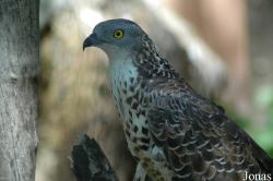 Pernis apivorus