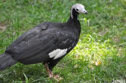 Pipile cumanensis grayi