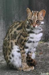 Taman Indonesia