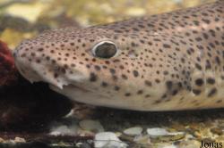 Carcharhiniformes