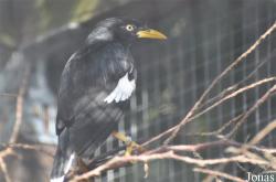 Acridotheres javanicus