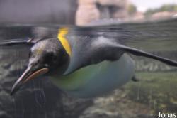 Diergaarde Blijdorp