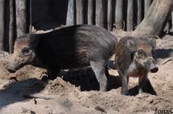 Diergaarde Blijdorp