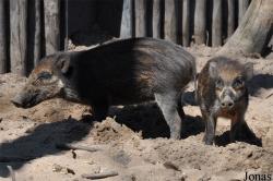 Diergaarde Blijdorp