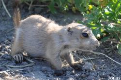 Diergaarde Blijdorp