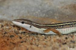 Takydromus sexlineatus