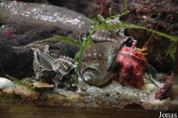 Arthropodes