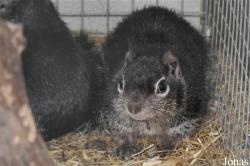 Vogelpark Ruinen