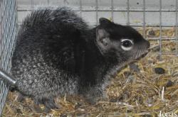 Vogelpark Ruinen