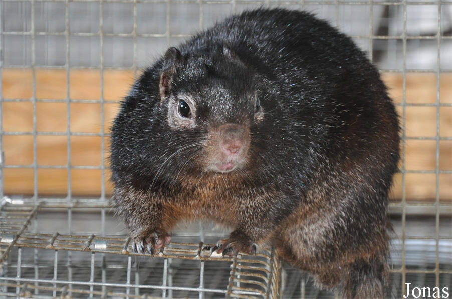 Vogelpark Ruinen