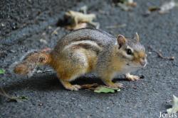 Tamias striatus