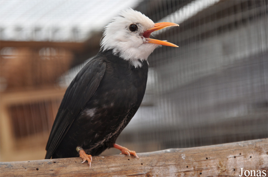 Vogelpark Ruinen