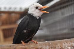 Vogelpark Ruinen