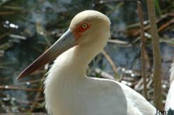 Ciconiiformes