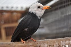 Vogelpark Ruinen