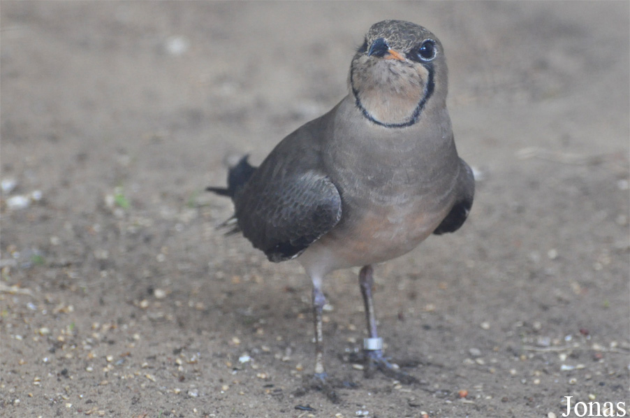 Vogelpark Ruinen