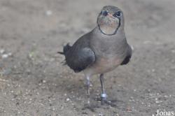 Vogelpark Ruinen