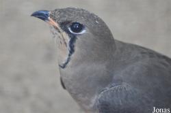 Glareolidae