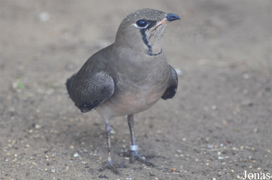 Vogelpark Ruinen