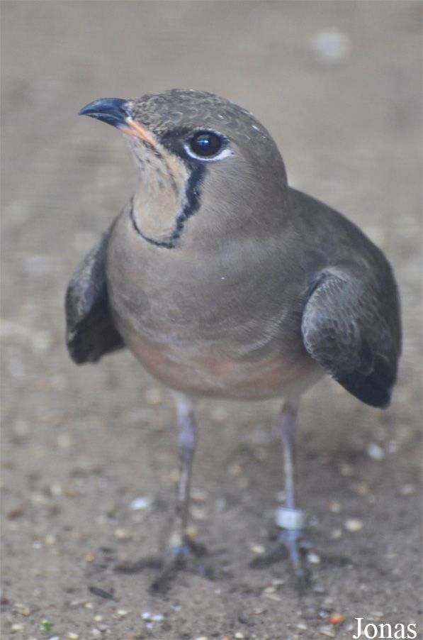 Vogelpark Ruinen