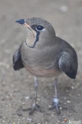Vogelpark Ruinen