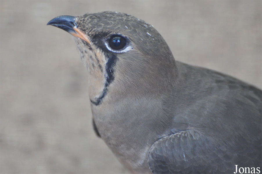 Vogelpark Ruinen