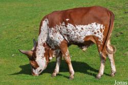 Boeuf Watussi