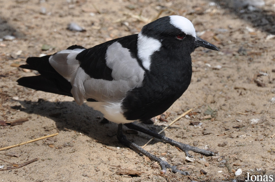 Vogelpark Ruinen