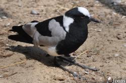 Vogelpark Ruinen