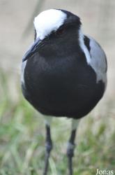 Vogelpark Ruinen