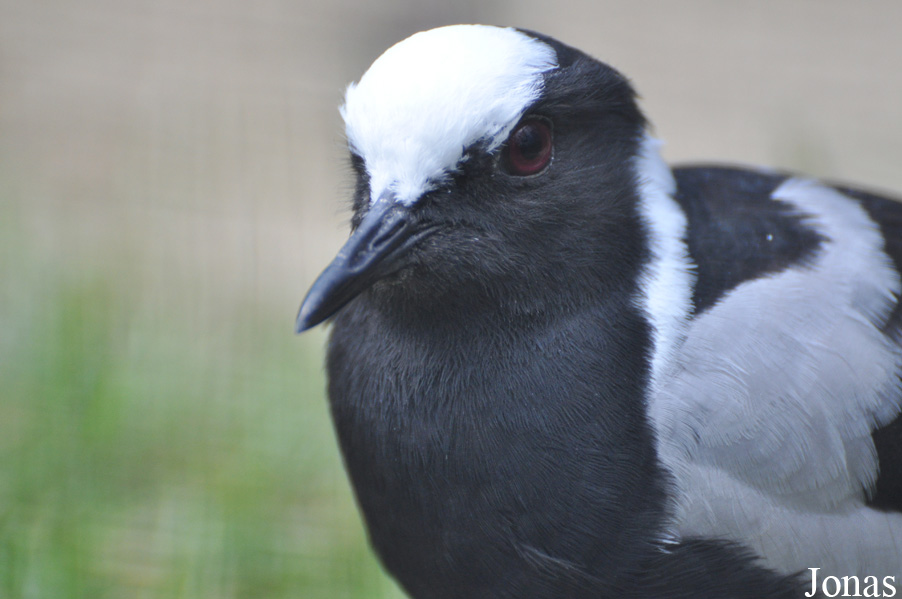 Vogelpark Ruinen