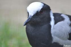Vogelpark Ruinen