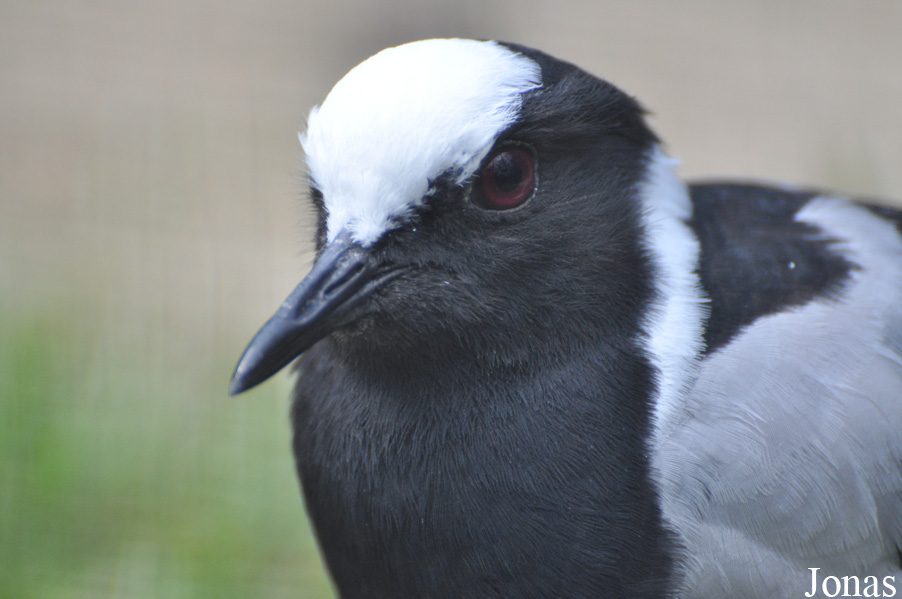 Vogelpark Ruinen