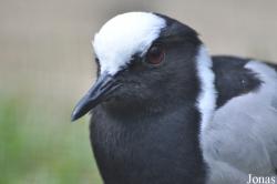 Vogelpark Ruinen