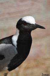 Vogelpark Ruinen