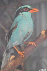 Vogelpark Ruinen