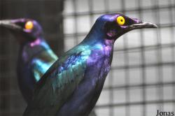 Vogelpark Ruinen