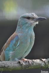 Vogelpark Ruinen