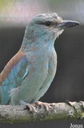 Vogelpark Ruinen
