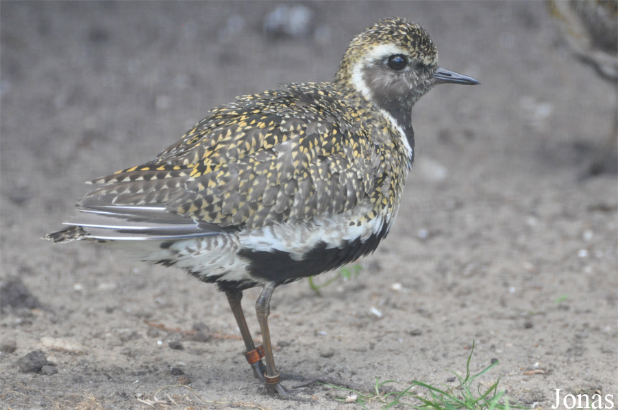 Vogelpark Ruinen