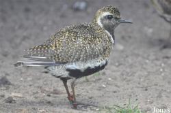 Vogelpark Ruinen