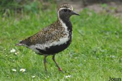 Pluvialis apricaria