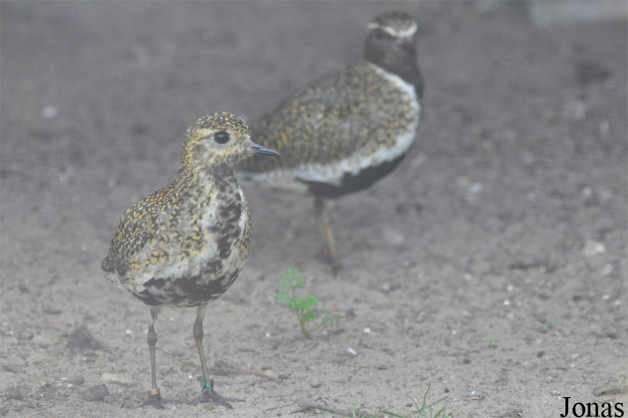 Vogelpark Ruinen
