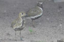 Vogelpark Ruinen