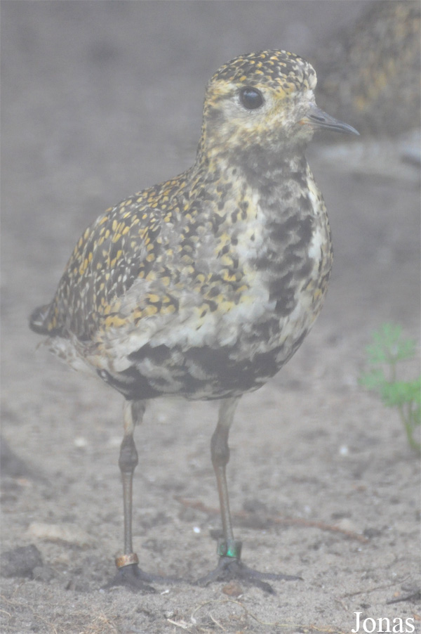 Vogelpark Ruinen